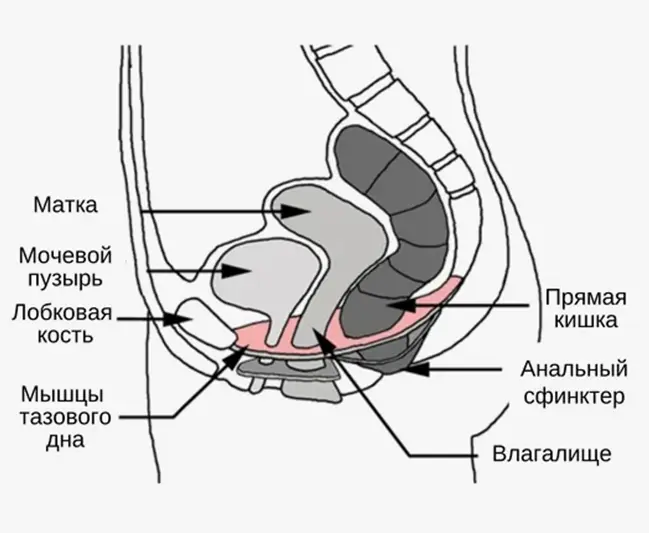 Функции мышц тазового дна