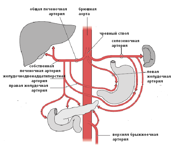 Чревный ствол рисунок