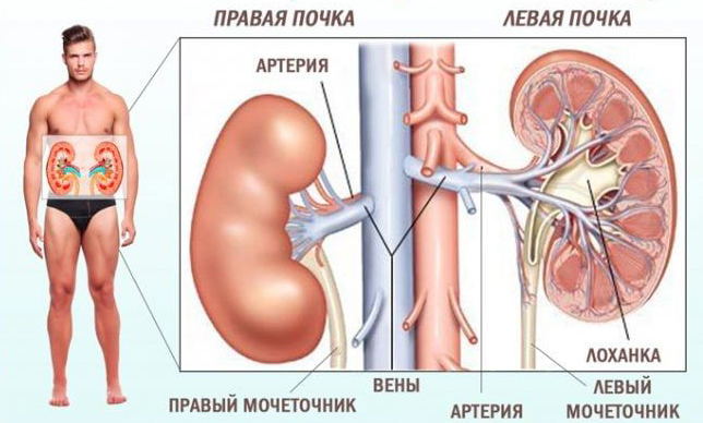 Лечение боли в почках